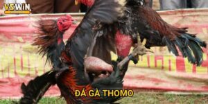 Đá gà Thomo Vswin - Võ đài truyền thống Việt Nam