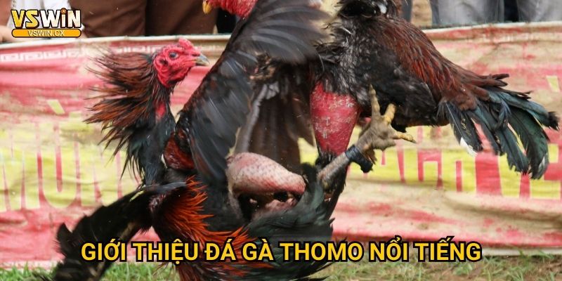 Giới thiệu đá gà Thomo nổi tiếng