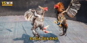Đá gà cựa dao Vswin - Thanh kiếm mini sắc lẻm