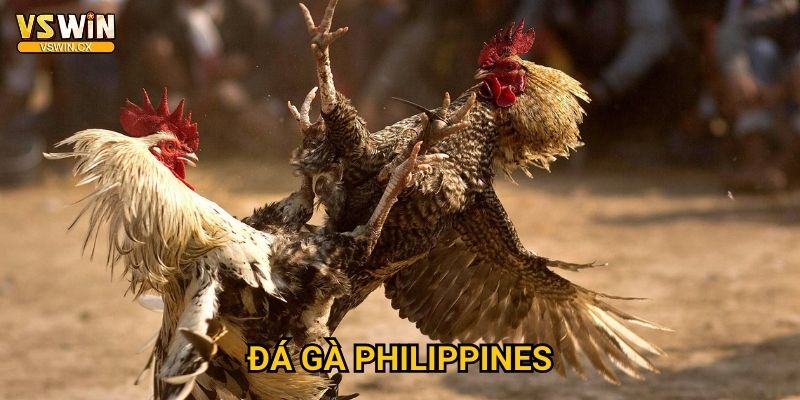 Đá gà Philippines