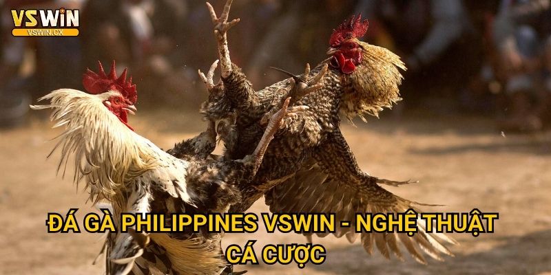 Đá gà Philippines Vswin - Nghệ thuật cá cược